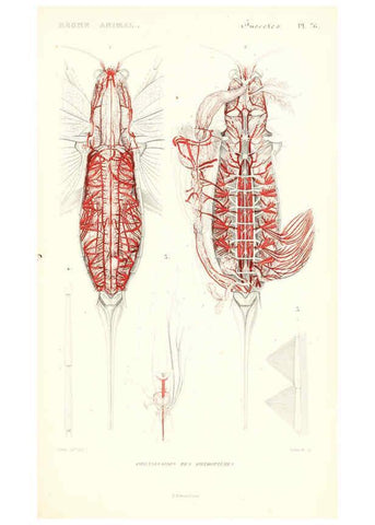 Reproducción/Reproduction 6299056320: Le règne animal distribué d'après son organisation. v.6-7. pt.2. Atlas Paris :Fortin, Masson et cie,[1836-49] 