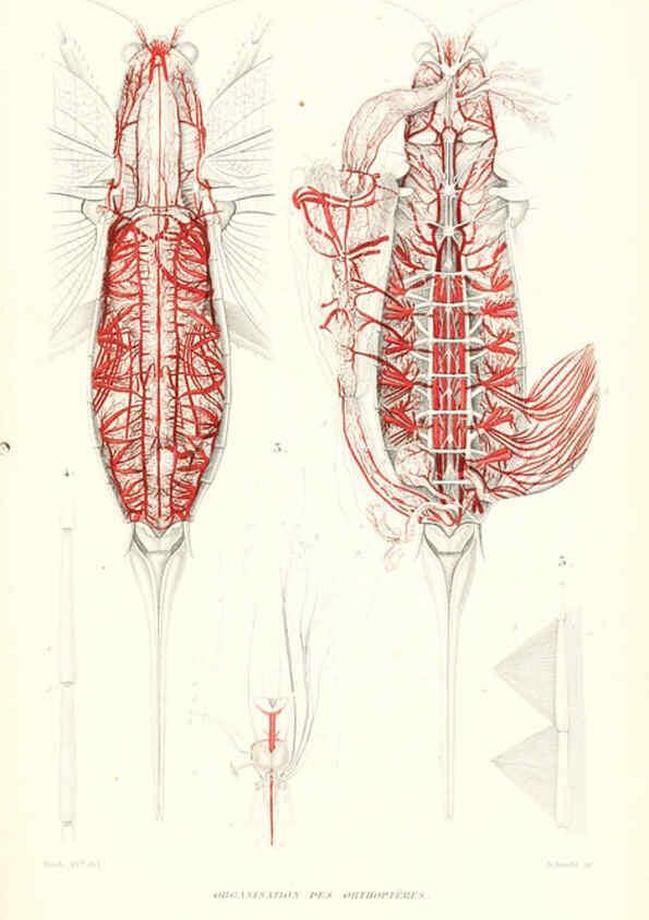 Reproducción/Reproduction 6299056320: Le règne animal distribué d'après son organisation. v.6-7. pt.2. Atlas Paris :Fortin, Masson et cie,[1836-49] 