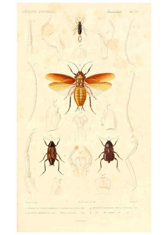 Reproducción/Reproduction 6299056666: Le règne animal distribué d'après son organisation. v.6-7. pt.2. Atlas Paris :Fortin, Masson et cie,[1836-49] 