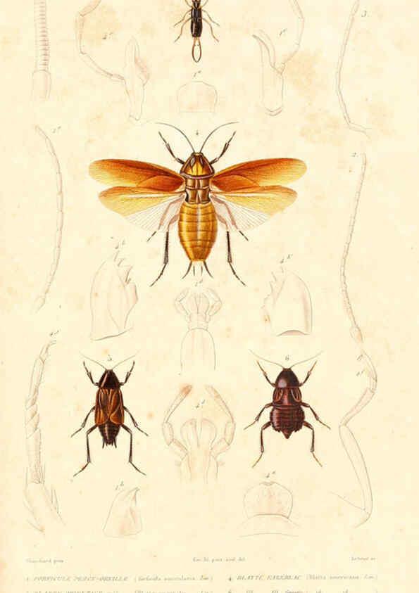 Reproducción/Reproduction 6299056666: Le règne animal distribué d'après son organisation. v.6-7. pt.2. Atlas Paris :Fortin, Masson et cie,[1836-49] 