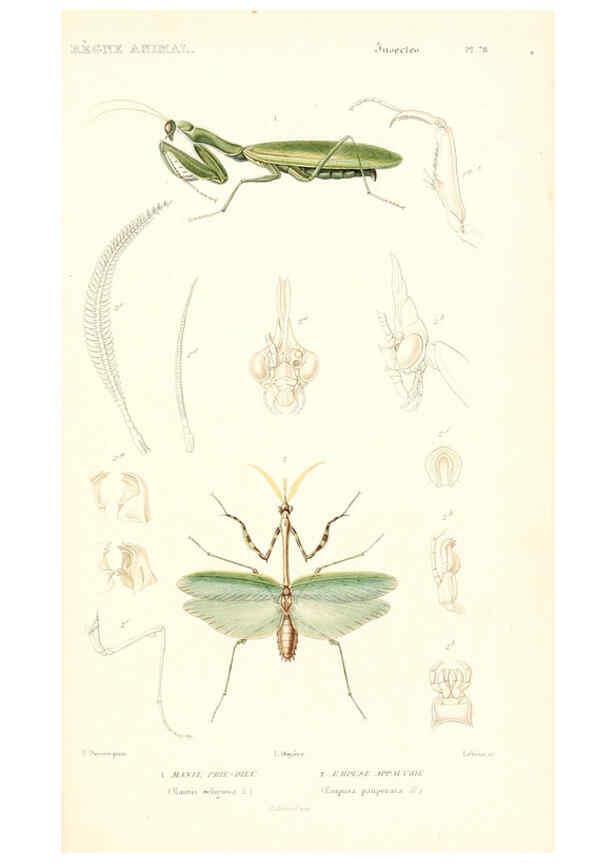 Reproducción/Reproduction 6298524969: Le règne animal distribué d'après son organisation. v.6-7. pt.2. Atlas Paris :Fortin, Masson et cie,[1836-49] 