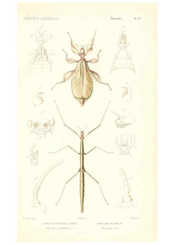 Reproducción/Reproduction 6298525235: Le règne animal distribué d'après son organisation. v.6-7. pt.2. Atlas Paris :Fortin, Masson et cie,[1836-49] 