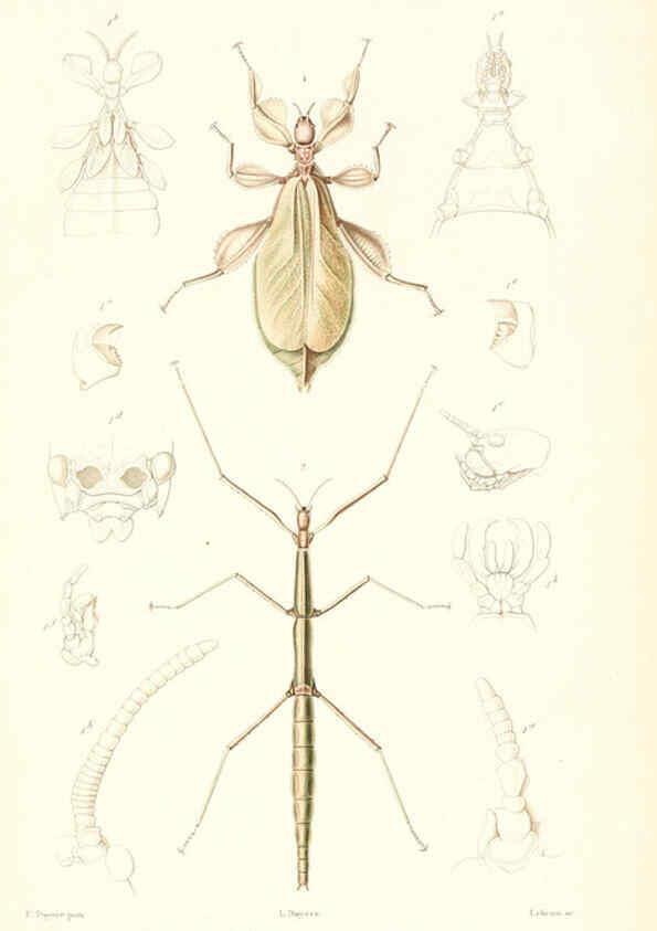 Reproducción/Reproduction 6298525235: Le règne animal distribué d'après son organisation. v.6-7. pt.2. Atlas Paris :Fortin, Masson et cie,[1836-49] 