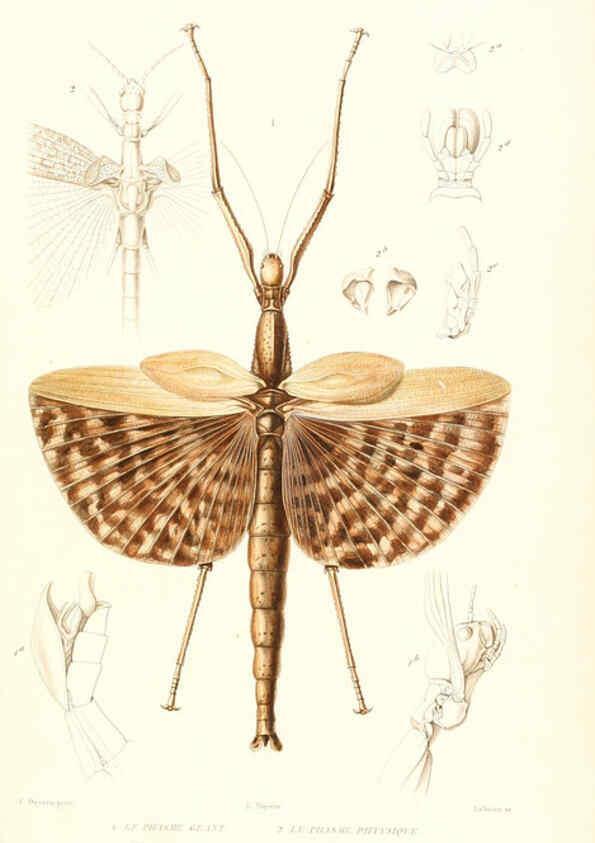 Reproducción/Reproduction 6299057618: Le règne animal distribué d'après son organisation. v.6-7. pt.2. Atlas Paris :Fortin, Masson et cie,[1836-49] 