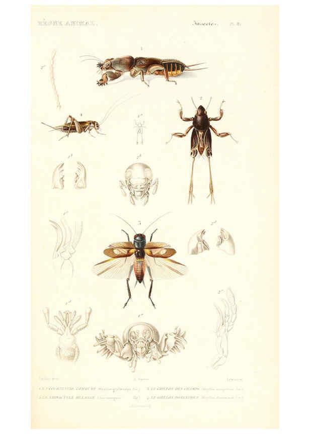 Reproducción/Reproduction 6298525845: Le règne animal distribué d'après son organisation. v.6-7. pt.2. Atlas Paris :Fortin, Masson et cie,[1836-49] 