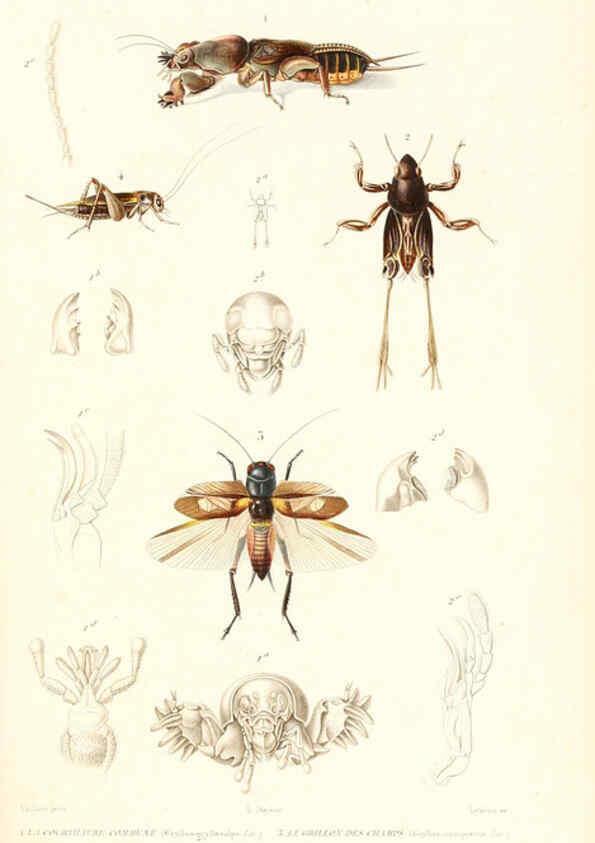 Reproducción/Reproduction 6298525845: Le règne animal distribué d'après son organisation. v.6-7. pt.2. Atlas Paris :Fortin, Masson et cie,[1836-49] 