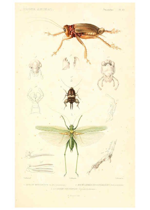 Reproducción/Reproduction 6299058320: Le règne animal distribué d'après son organisation. v.6-7. pt.2. Atlas Paris :Fortin, Masson et cie,[1836-49] 