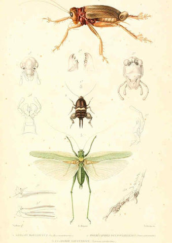 Reproducción/Reproduction 6299058320: Le règne animal distribué d'après son organisation. v.6-7. pt.2. Atlas Paris :Fortin, Masson et cie,[1836-49] 