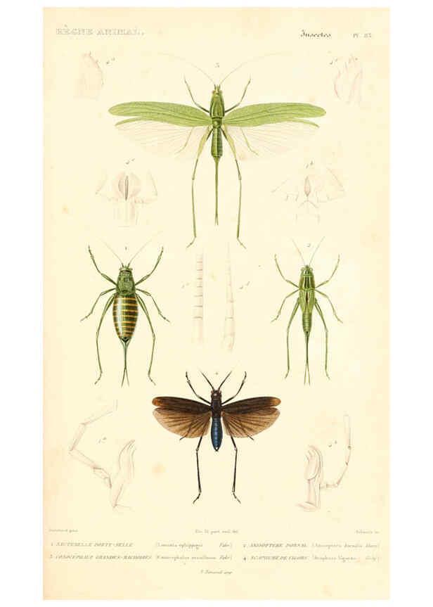 Reproducción/Reproduction 6298526613: Le règne animal distribué d'après son organisation. v.6-7. pt.2. Atlas Paris :Fortin, Masson et cie,[1836-49] 