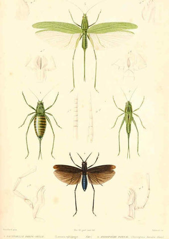 Reproducción/Reproduction 6298526613: Le règne animal distribué d'après son organisation. v.6-7. pt.2. Atlas Paris :Fortin, Masson et cie,[1836-49] 