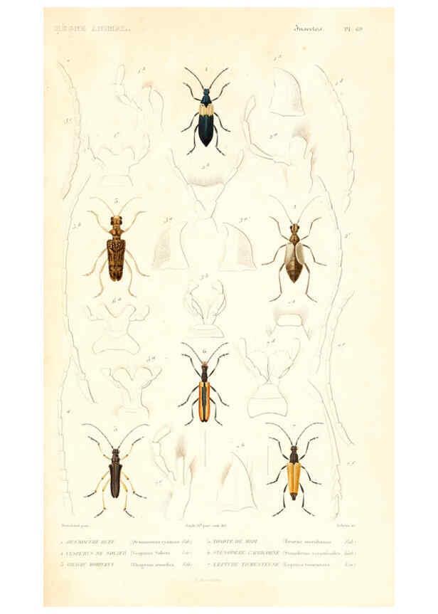 Reproducción/Reproduction 6299053972: Le règne animal distribué d'après son organisation. v.6-7. pt.2. Atlas Paris :Fortin, Masson et cie,[1836-49] 