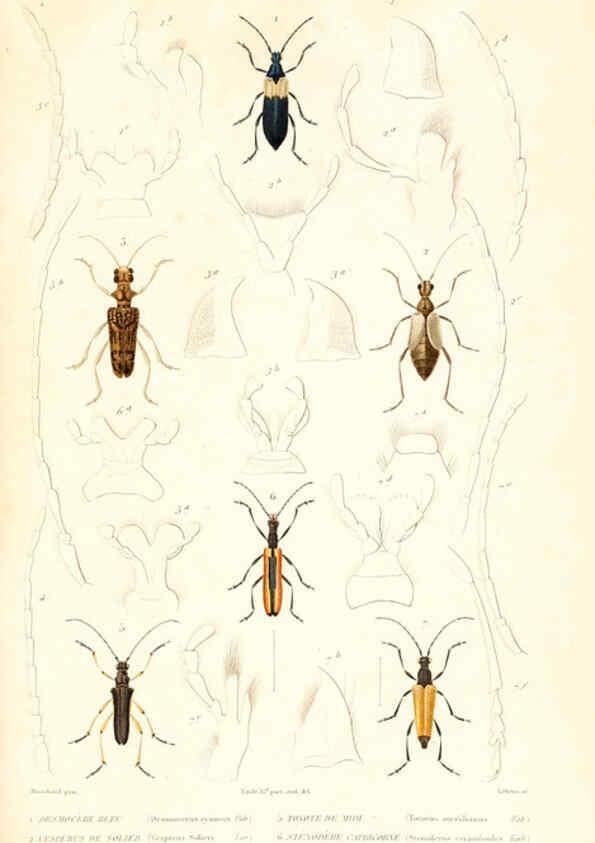 Reproducción/Reproduction 6299053972: Le règne animal distribué d'après son organisation. v.6-7. pt.2. Atlas Paris :Fortin, Masson et cie,[1836-49] 