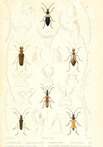 Reproducción/Reproduction 6299053972: Le règne animal distribué d'après son organisation. v.6-7. pt.2. Atlas Paris :Fortin, Masson et cie,[1836-49] 