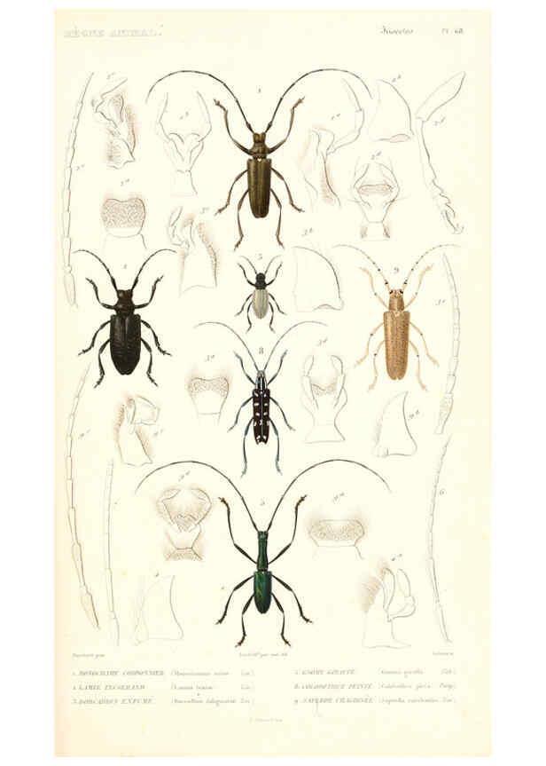 Reproducción/Reproduction 6299053600: Le règne animal distribué d'après son organisation. v.6-7. pt.2. Atlas Paris :Fortin, Masson et cie,[1836-49] 