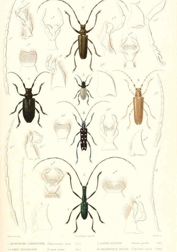 Reproducción/Reproduction 6299053600: Le règne animal distribué d'après son organisation. v.6-7. pt.2. Atlas Paris :Fortin, Masson et cie,[1836-49] 