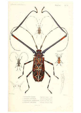 Reproducción/Reproduction 6298514681: Le règne animal distribué d'après son organisation. v.6-7. pt.2. Atlas Paris :Fortin, Masson et cie,[1836-49] 