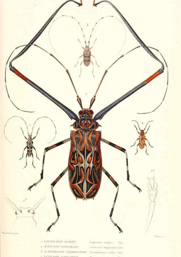 Reproducción/Reproduction 6298514681: Le règne animal distribué d'après son organisation. v.6-7. pt.2. Atlas Paris :Fortin, Masson et cie,[1836-49] 