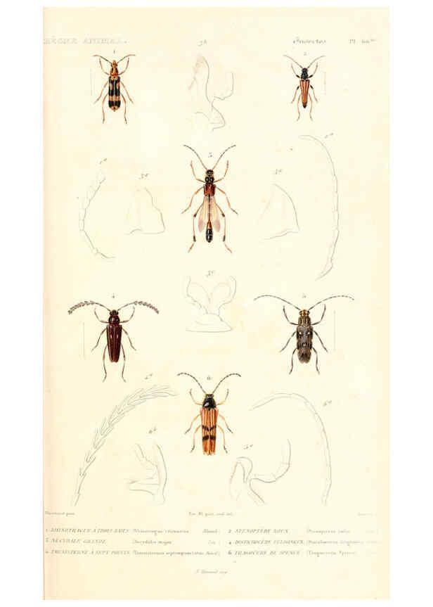 Reproducción/Reproduction 6299046400: Le règne animal distribué d'après son organisation. v.6-7. pt.2. Atlas Paris :Fortin, Masson et cie,[1836-49] 