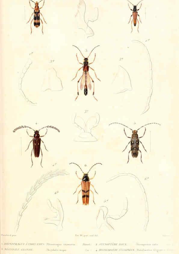 Reproducción/Reproduction 6299046400: Le règne animal distribué d'après son organisation. v.6-7. pt.2. Atlas Paris :Fortin, Masson et cie,[1836-49] 