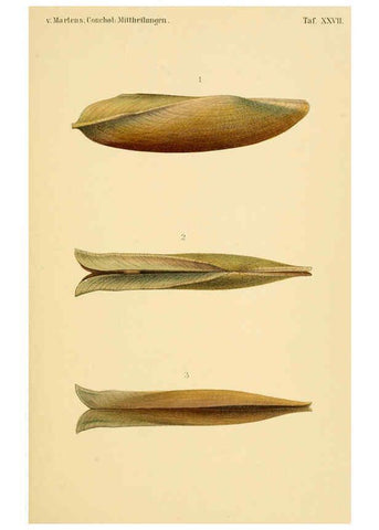 Reproducción/Reproduction 6298426611: Conchologische Mittheilungen als Fortsetzung der Novitates conchologicae. bd 1 - 3. Cassell :T. Fischer,1880- 