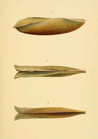 Reproducción/Reproduction 6298426611: Conchologische Mittheilungen als Fortsetzung der Novitates conchologicae. bd 1 - 3. Cassell :T. Fischer,1880- 