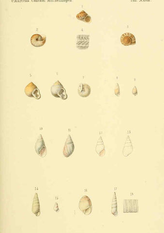 Reproducción/Reproduction 6298958298: Conchologische Mittheilungen als Fortsetzung der Novitates conchologicae. bd 1 - 3. Cassell :T. Fischer,1880- 