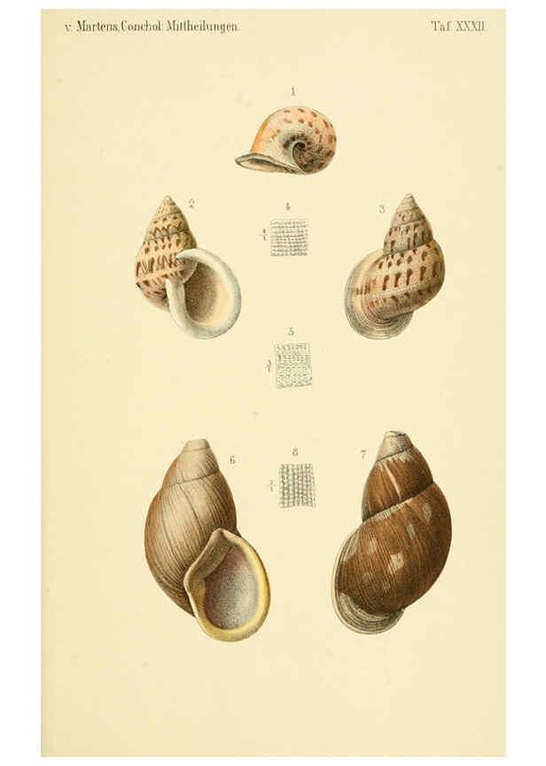 Reproducción/Reproduction 6298959864: Conchologische Mittheilungen als Fortsetzung der Novitates conchologicae. bd 1 - 3. Cassell :T. Fischer,1880- 