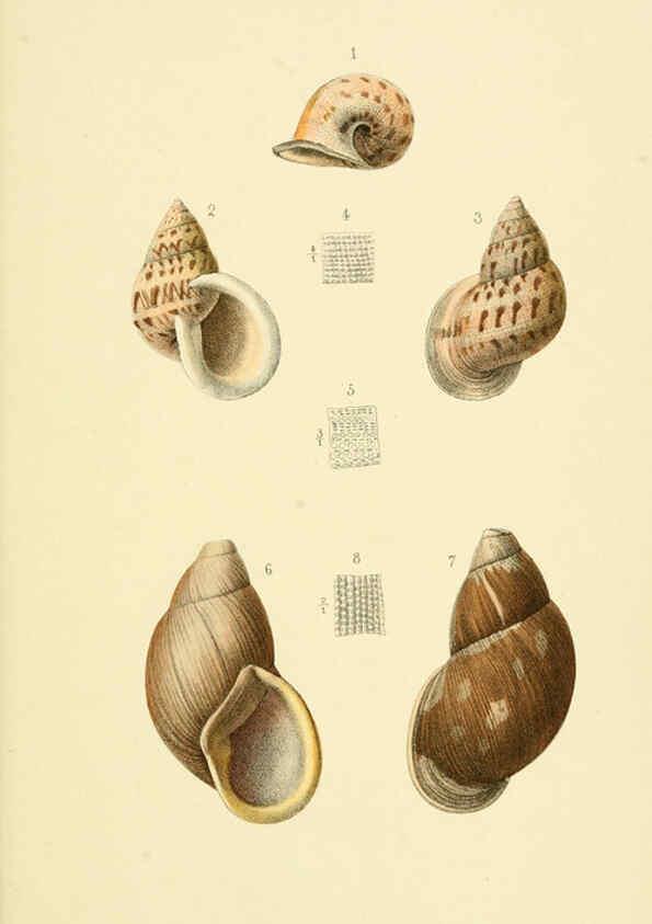 Reproducción/Reproduction 6298959864: Conchologische Mittheilungen als Fortsetzung der Novitates conchologicae. bd 1 - 3. Cassell :T. Fischer,1880- 