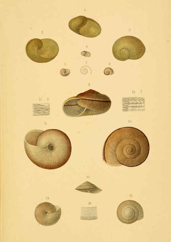 Reproducción/Reproduction 6298425833: Conchologische Mittheilungen als Fortsetzung der Novitates conchologicae. bd 1 - 3. Cassell :T. Fischer,1880- 