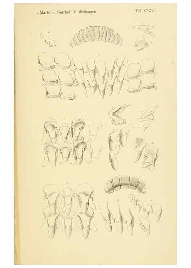 Reproducción/Reproduction 6298429721: Conchologische Mittheilungen als Fortsetzung der Novitates conchologicae. bd 1 - 3. Cassell :T. Fischer,1880- 