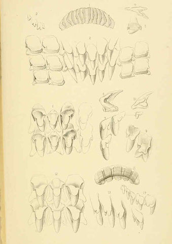 Reproducción/Reproduction 6298429721: Conchologische Mittheilungen als Fortsetzung der Novitates conchologicae. bd 1 - 3. Cassell :T. Fischer,1880- 