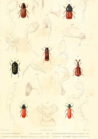 Reproducción/Reproduction 6298511911: Le règne animal distribué d'après son organisation. v.6-7. pt.2. Atlas Paris :Fortin, Masson et cie,[1836-49] 