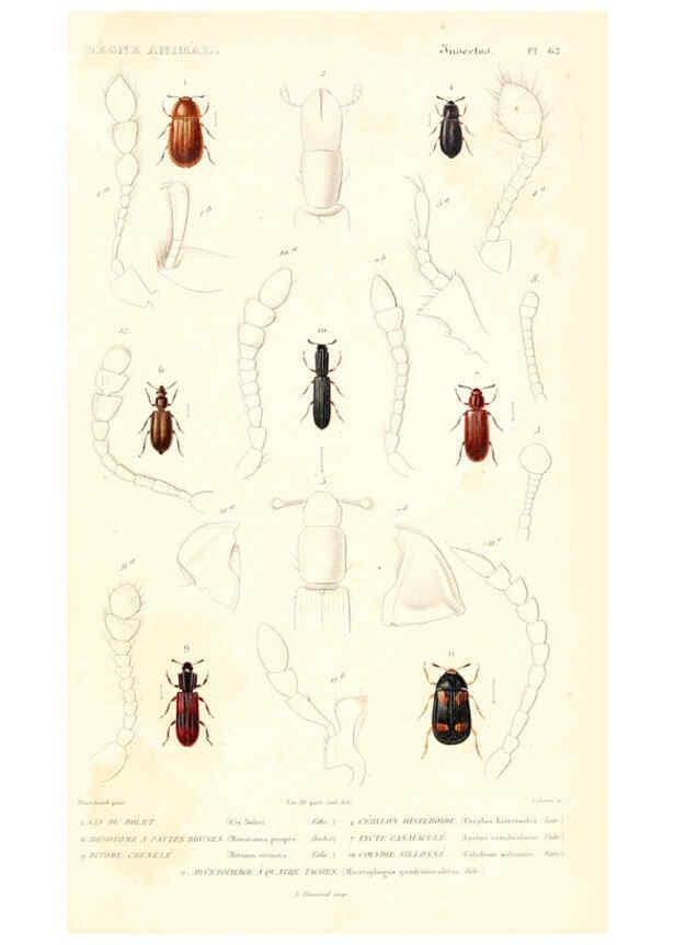 Reproducción/Reproduction 6298512475: Le règne animal distribué d'après son organisation. v.6-7. pt.2. Atlas Paris :Fortin, Masson et cie,[1836-49] 