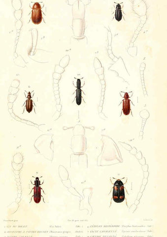 Reproducción/Reproduction 6298512475: Le règne animal distribué d'après son organisation. v.6-7. pt.2. Atlas Paris :Fortin, Masson et cie,[1836-49] 