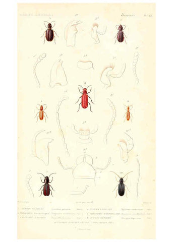 Reproducción/Reproduction 6299044828: Le règne animal distribué d'après son organisation. v.6-7. pt.2. Atlas Paris :Fortin, Masson et cie,[1836-49] 