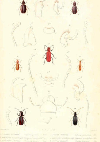 Reproducción/Reproduction 6299044828: Le règne animal distribué d'après son organisation. v.6-7. pt.2. Atlas Paris :Fortin, Masson et cie,[1836-49] 