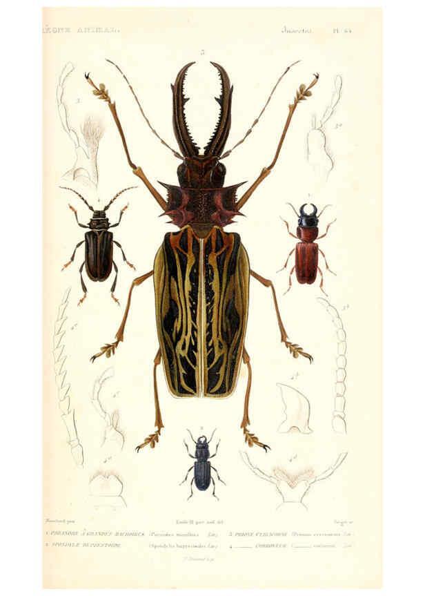 Reproducción/Reproduction 6298513219: Le règne animal distribué d'après son organisation. v.6-7. pt.2. Atlas Paris :Fortin, Masson et cie,[1836-49] 