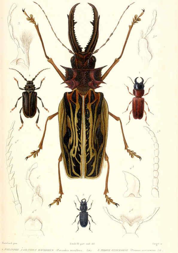 Reproducción/Reproduction 6298513219: Le règne animal distribué d'après son organisation. v.6-7. pt.2. Atlas Paris :Fortin, Masson et cie,[1836-49] 