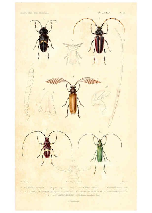 Reproducción/Reproduction 6298513597: Le règne animal distribué d'après son organisation. v.6-7. pt.2. Atlas Paris :Fortin, Masson et cie,[1836-49] 