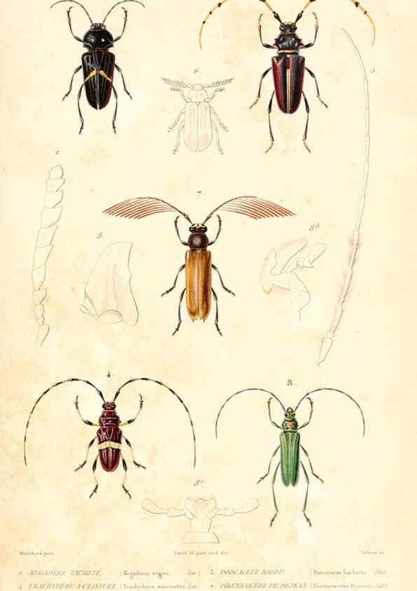 Reproducción/Reproduction 6298513597: Le règne animal distribué d'après son organisation. v.6-7. pt.2. Atlas Paris :Fortin, Masson et cie,[1836-49] 