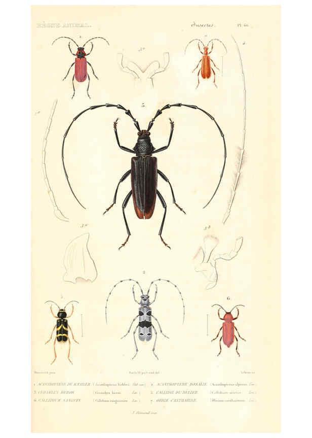 Reproducción/Reproduction 6298514059: Le règne animal distribué d'après son organisation. v.6-7. pt.2. Atlas Paris :Fortin, Masson et cie,[1836-49] 