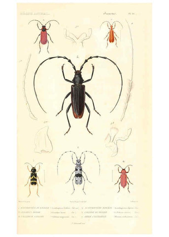 Reproducción/Reproduction 6298514059: Le règne animal distribué d'après son organisation. v.6-7. pt.2. Atlas Paris :Fortin, Masson et cie,[1836-49] 