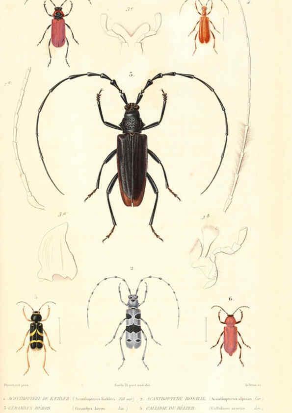 Reproducción/Reproduction 6298514059: Le règne animal distribué d'après son organisation. v.6-7. pt.2. Atlas Paris :Fortin, Masson et cie,[1836-49] 