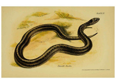 Reproducción/Reproduction 6298727964: Our reptiles and batrachians London,W. H. Allen & co., limited,1893