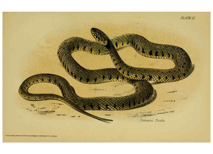 Reproducción/Reproduction 6298196273: Our reptiles and batrachians London,W. H. Allen & co., limited,1893