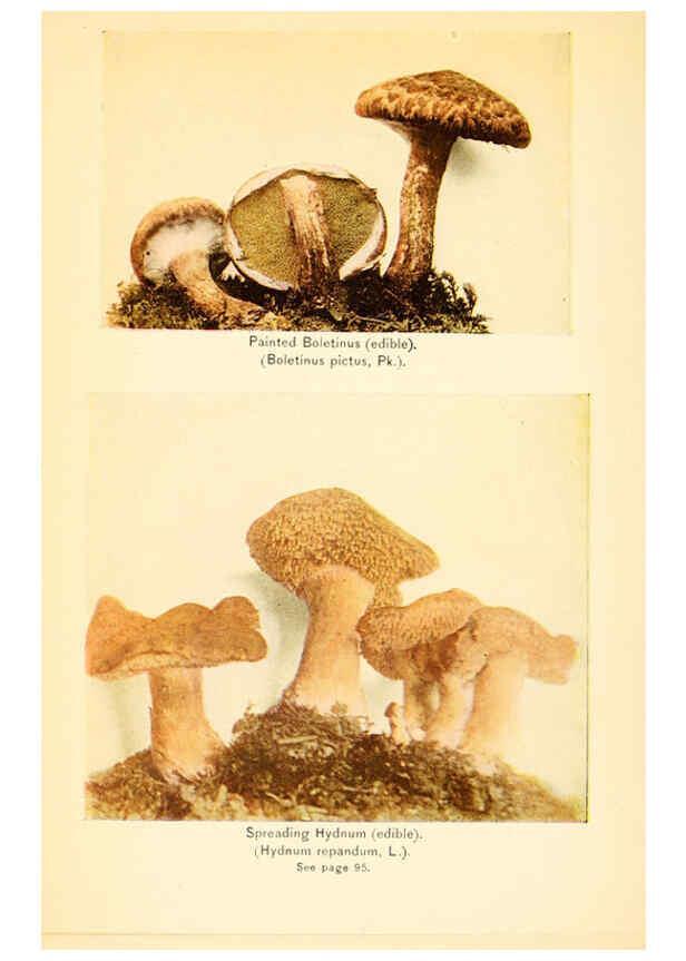 Reproducción/Reproduction 6289388400: The mushroom book Garden City, N.Y. :Doubleday, Page,1920