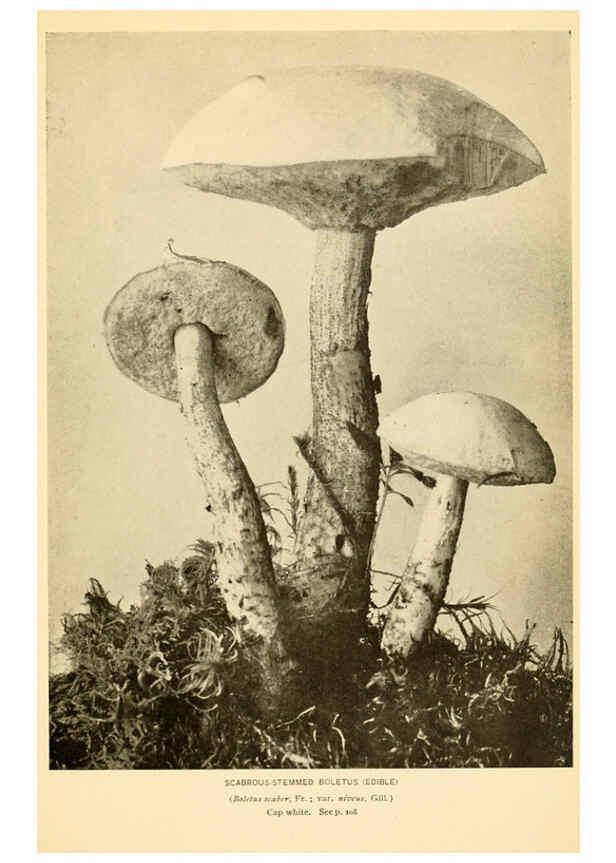 Reproducción/Reproduction 6288869203: The mushroom book Garden City, N.Y. :Doubleday, Page,1920