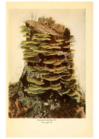 Reproducción/Reproduction 6288870073: The mushroom book Garden City, N.Y. :Doubleday, Page,1920