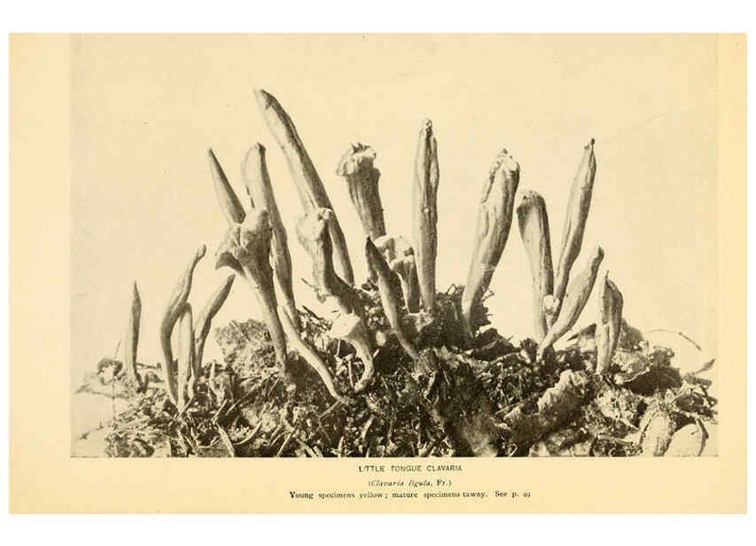 Reproducción/Reproduction 6289387152: The mushroom book Garden City, N.Y. :Doubleday, Page,1920