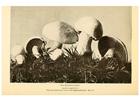 Reproducción/Reproduction 6289382594: The mushroom book Garden City, N.Y. :Doubleday, Page,1920